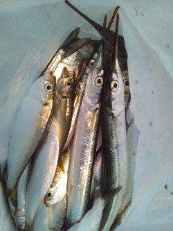 天保山で夕まづめにサビキでサヨリ♪