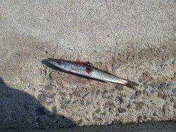 衣奈漁港、ズボ釣り&ルアーでの釣果、周りはアオリ500gも♪