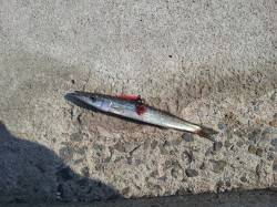 衣奈漁港、ズボ釣り＆ルアーでの釣果、周りは…