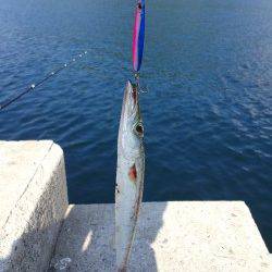 衣奈漁港、メタルジグでカマスをキャッチ