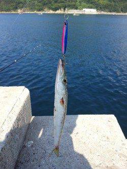 衣奈漁港、メタルジグでカマスをキャッチ