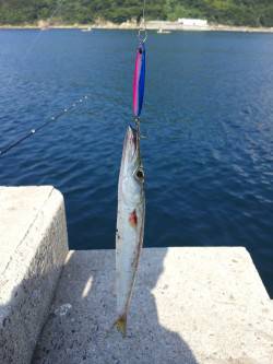 衣奈漁港、メタルジグでカマスをキャッチ