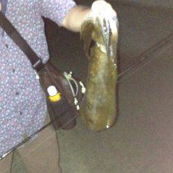 加太漁港　ナイトエギングでアオリイカ550g 使用エギは墨族3.5号