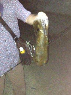 加太漁港　ナイトエギングでアオリイカ550g 使用エギは墨族3.5号