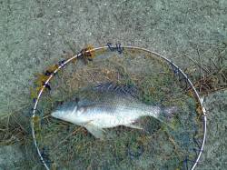 西宮浜　落とし込みでキビレ〜40cm7尾　…