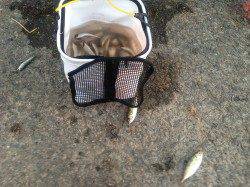 大蔵海岸、サビキで入れ食い、夕方くらいがおすすめ!