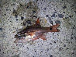 衣奈漁港、メタルジグでカマスをキャッチ