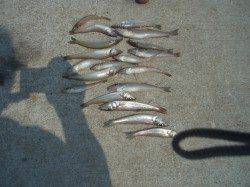 鰯浜漁港　ちょい投げでキス〜18cm19匹　SLシンカー使用