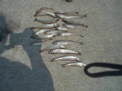 鰯浜漁港　ちょい投げでキス〜18cm19匹…