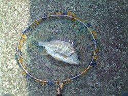 西宮浜　落とし込みでキビレ〜35cm3尾　バラシもあり