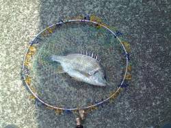 西宮浜　落とし込みでキビレ〜35cm3尾　…