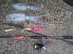 大阪ゴルフ場裏でエギング釣果☆