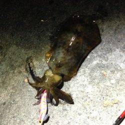 加太漁港　ナイトエギングでアオリイカ550g 使用エギは墨族3.5号