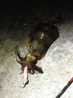 加太漁港　ナイトエギングでアオリイカ550g 使用エギは墨族3.5号