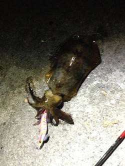 加太漁港　ナイトエギングでアオリイカ550…