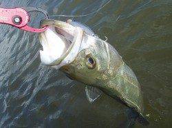 津居山港　雨の濁りが入った円山川でシーバス67cm！