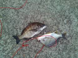 南甲子園浜で落とし込みをしてきました♪