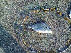 西宮浜　落とし込みでキビレ〜35cm3尾　バラシもあり