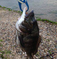 「バコッ！」淡路島チヌトップ【大西公一朗氏連載記事No.02】