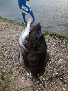 「バコッ！」淡路島チヌトップ【大西公一朗氏連載記事No.02】