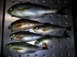 初めてイサキを狙って夜釣りをしてきました