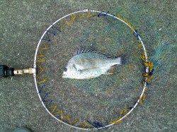 西宮浜　落とし込みでキビレ〜40cm7尾　アタリも多く楽しめる