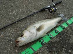 津居山港　雨の濁りが入った円山川でシーバス…