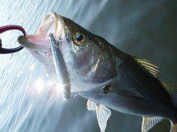 円山川　デイゲームのシーバスで57cm＆40cm！