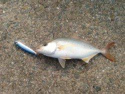 佐野　ショアジギングでシオ2尾！開始から2投目でヒット