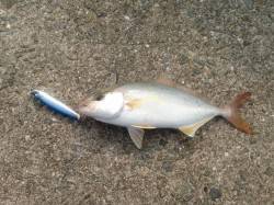 佐野　ショアジギングでシオ2尾！開始から2…