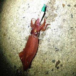 江井ヶ島　エギングで良型アオリイカ＆ケンサキ☆