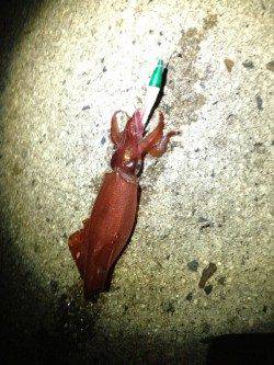 江井ヶ島　エギングで良型アオリイカ＆ケンサキ☆