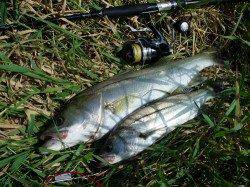 円山川　デイゲームのシーバスで57cm＆40cm！