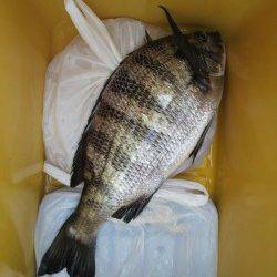 野瀬埠頭　フカセ釣りでチヌ　豆アジも好調