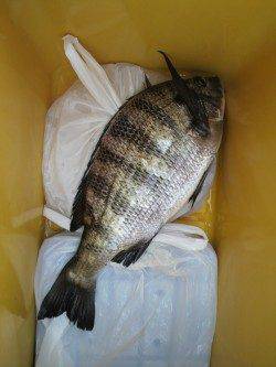 野瀬埠頭　フカセ釣りでチヌ　豆アジも好調