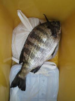 野瀬埠頭　フカセ釣りでチヌ　豆アジも好調