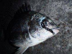 南港のキビレ熱いですねぇ～♪