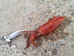 新浜漁港　メバリングでサバ・エギングでケンサキの釣果