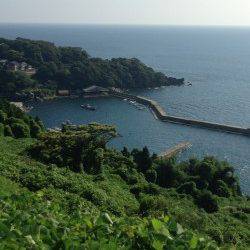 新井崎　サビキで豆アジ46匹　ケンサキはアタリ無し