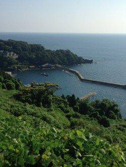 新井崎　サビキで豆アジ46匹　ケンサキはアタリ無し