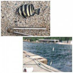 新井崎　サビキで豆アジ46匹　ケンサキはアタリ無し