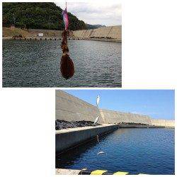 夕日港 エギングでアオリイカ&タコ アジはサビキで入れ食い!