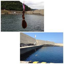 夕日港　エギングでアオリイカ＆タコ　アジは…