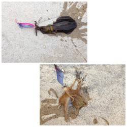 夕日港 エギングでアオリイカ&タコ アジはサビキで入れ食い!