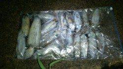 養老　エギングでアオリイカ2人で17ハイ　雷雨を避けての釣行