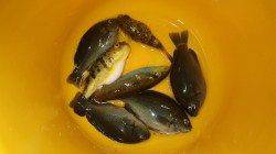 堺漁港　サビキで木っ端グレ・ベラの釣果