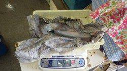 堺漁港　エギングでアオリイカの釣果