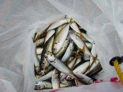 【芦屋のタコ】南芦屋浜リアルタイム