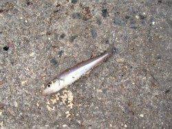 キス・アジそしてサヨリも♪泉大津RT1日あさ