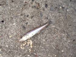 キス・アジそしてサヨリも♪泉大津RT1日あ…